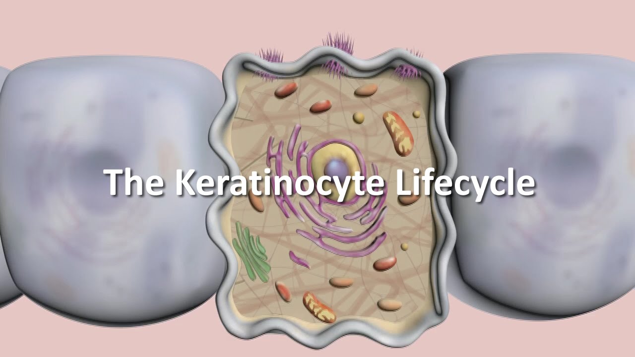 Lifecycle of the Keratinocyte