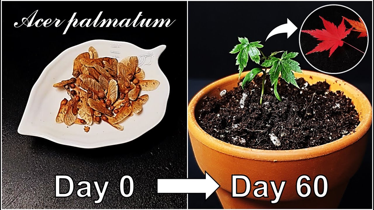 How to grow Palmate maple｜Korean native maple｜Maple for garden｜How to grow #56 Palmate maple｜Eng Sub