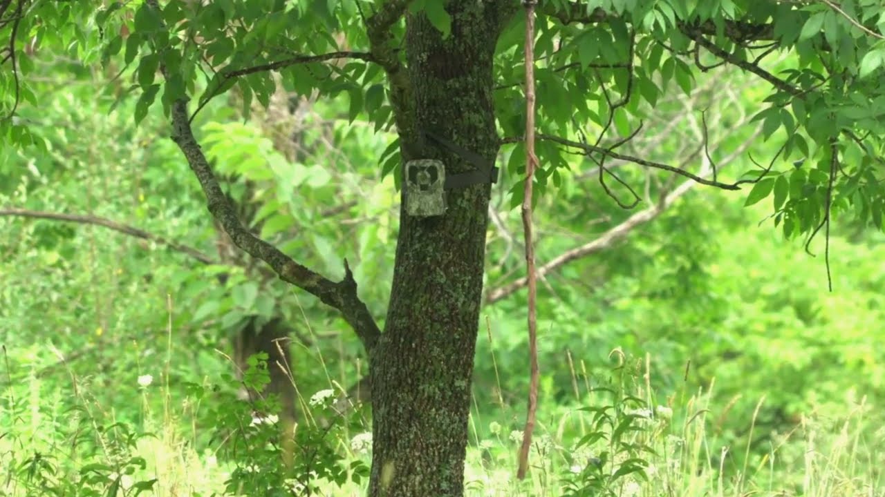 Hiding Deer Blinds and Trail Cams is CRITICAL