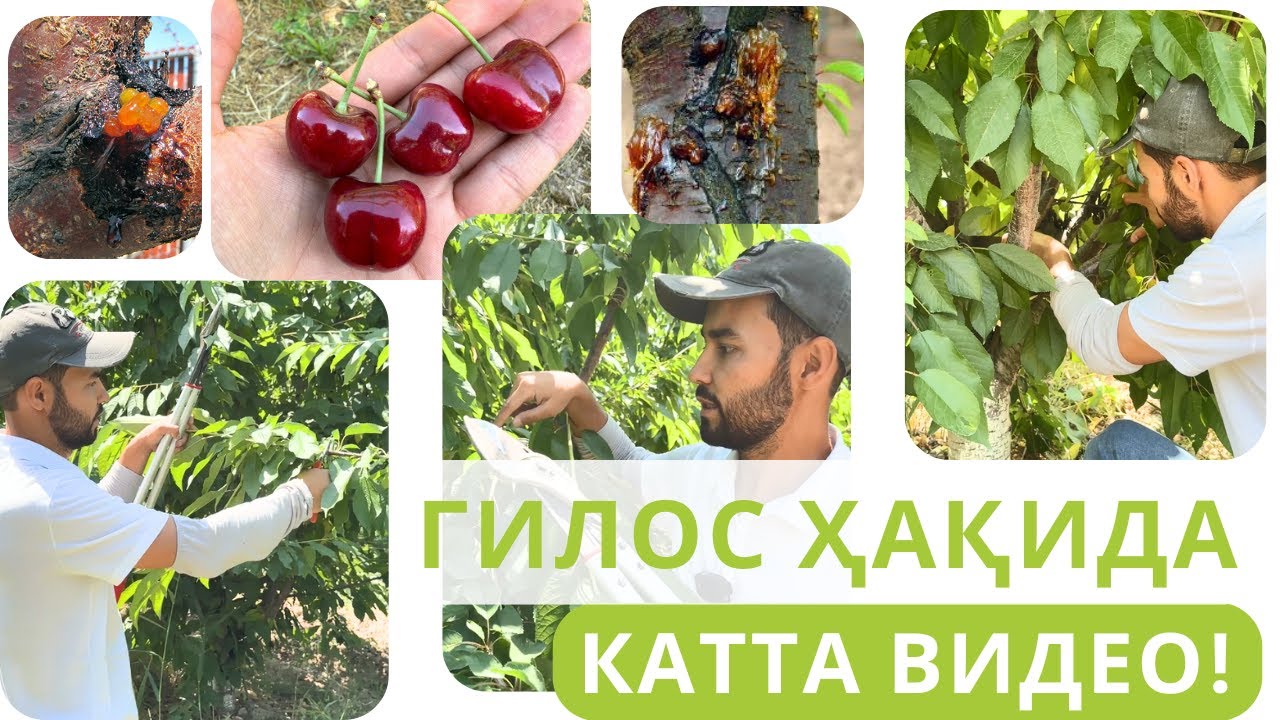ГИЛОСИ БОРЛАР ҲОЗИР НЕГА КЕСИШИ КЕРАК???