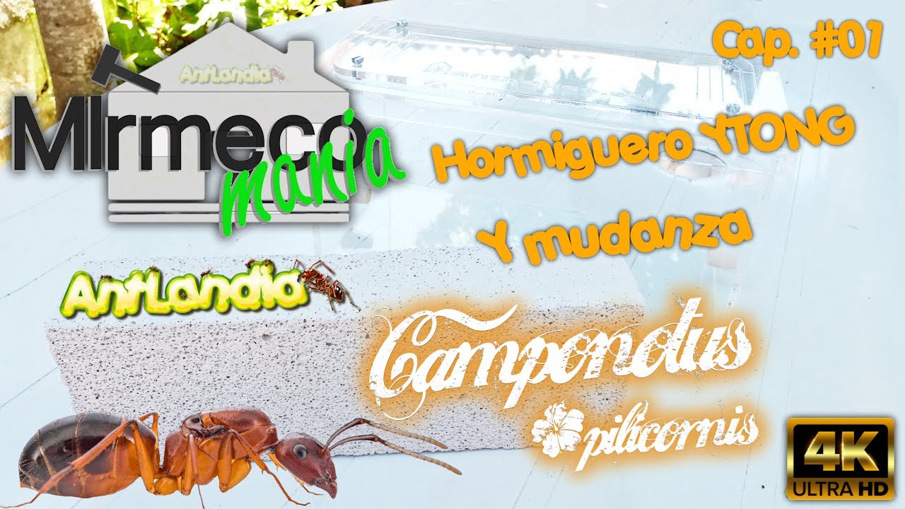 Mudanza Camponotus pilicornis y fabricamos un hormiguero de YTONG con sistema humedad tipo deposito.