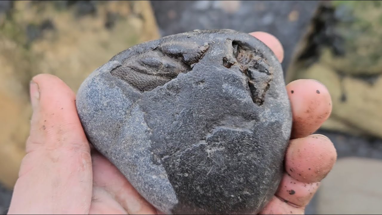 Saltwick bay fossil hunting, good lobster 21/01/26