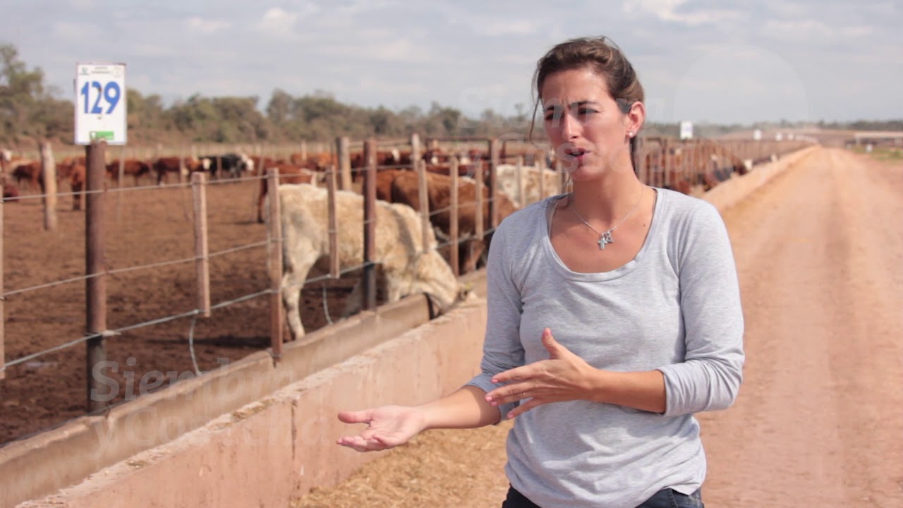 SIEMBRA Y COSECHA TV: El feedlot de Desdelsur