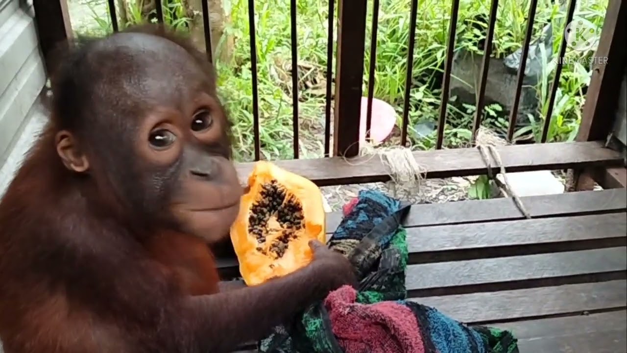 Poor baby orangutan rescue compilation