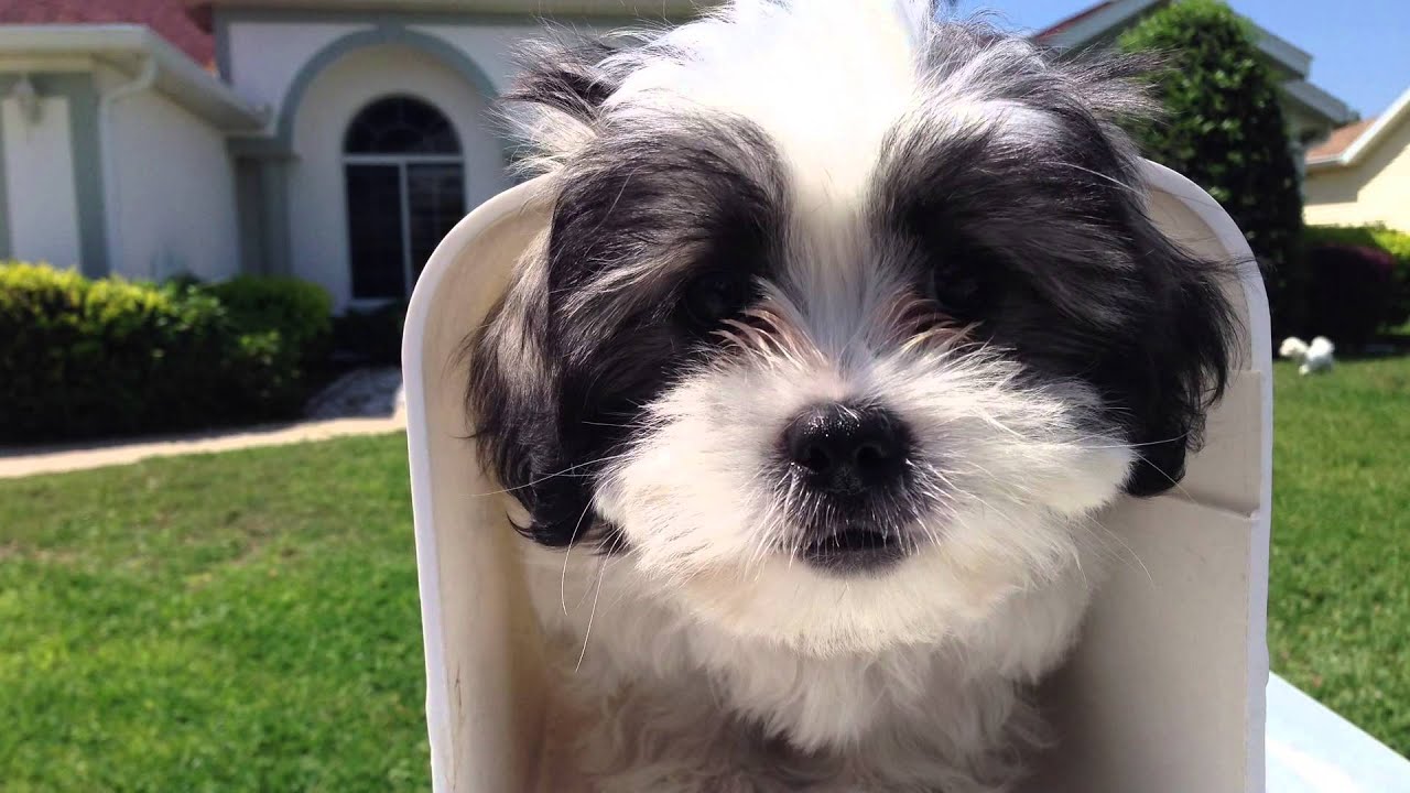 Cute10 week Mal Shi puppy gets mail - Micheline's Pups learn to stay in yard