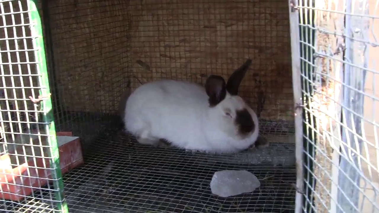 რა უნდა ვიცოდეთ ახალდაბადებული ბაჭიების მოვლაზე...ასევე ბევრი საინტერესო რამ ბოცვერზე