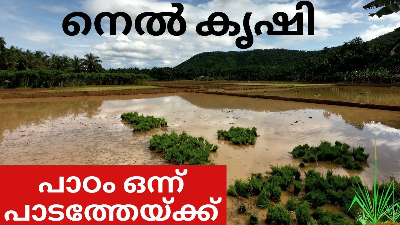 നെൽ കൃഷി(പാർട്ട്‌ 1)/NEL KRISHI/PADDY CULTIVATION/How RICE is made kerala/nelkrishi/chingam 1