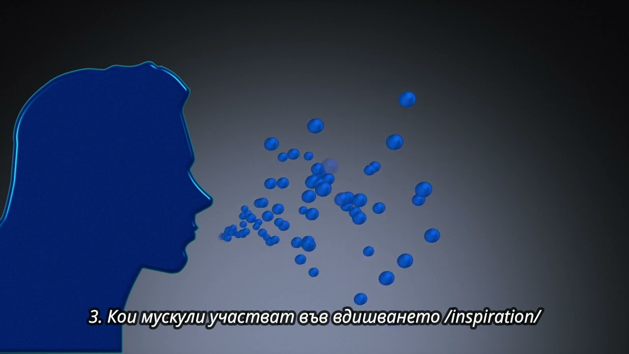 Дихателна мускулатура - преглед