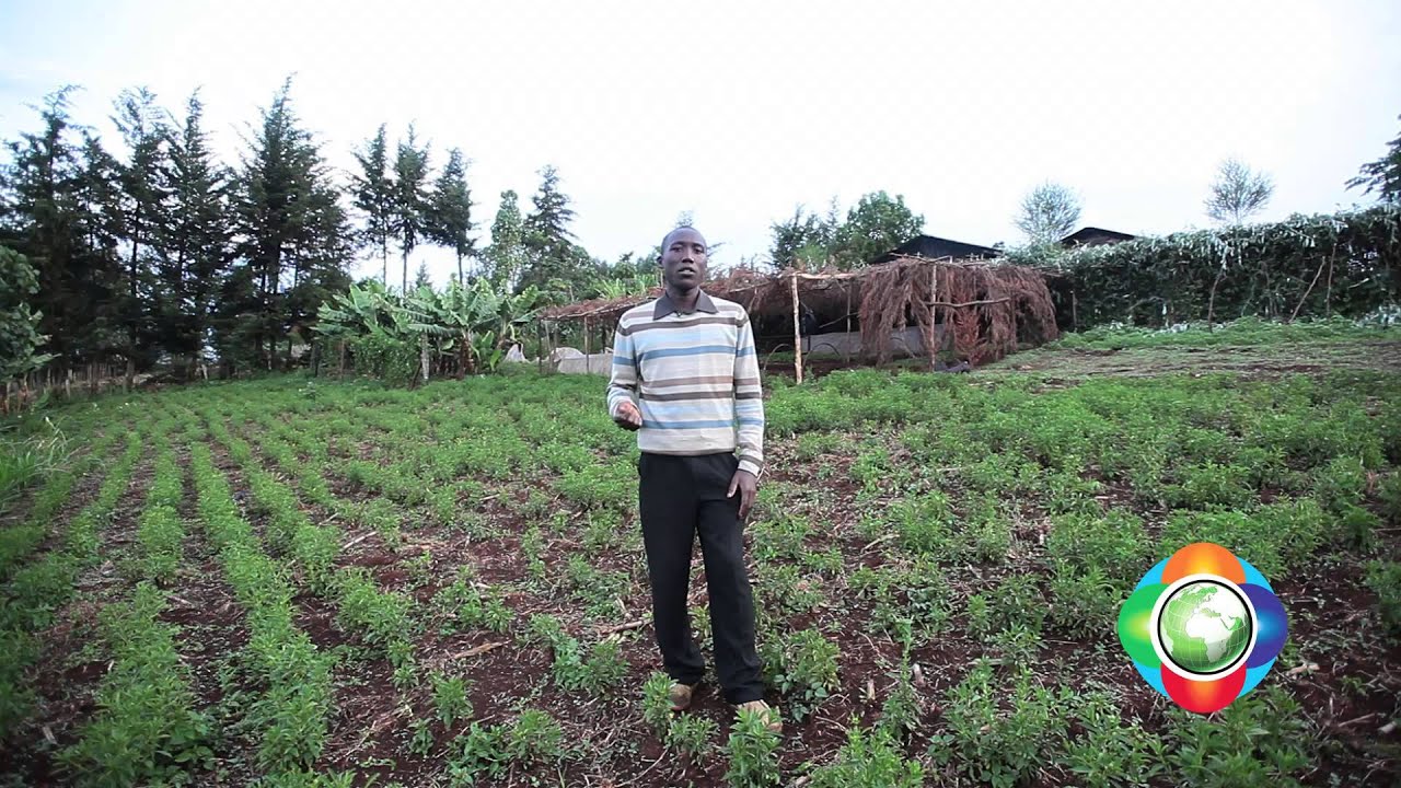 Mkulima Young Champion -Lawyer who could kiss courtroom goodbye for  Stevia herb