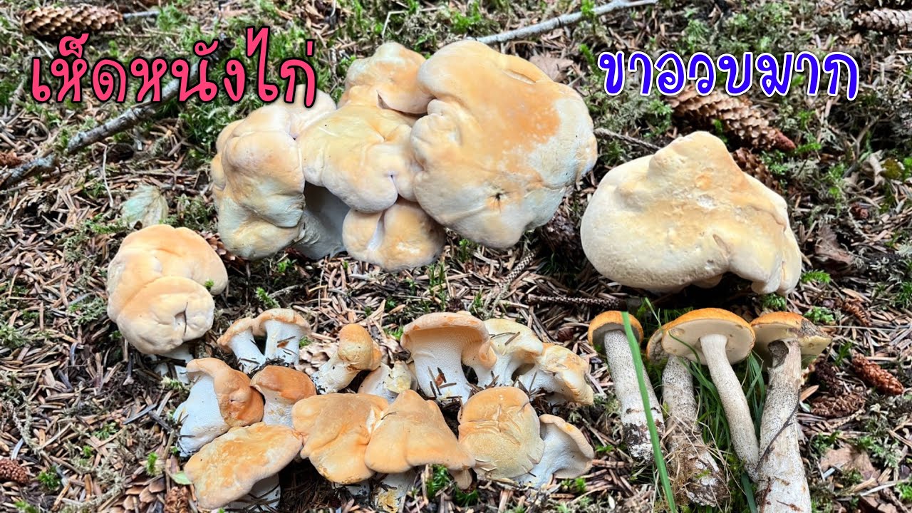 สะออนเห็ดหนังไก่ ขาอวบ ดอกสวยๆเก็บเพลินๆเลยค่ะ 22-08-2024