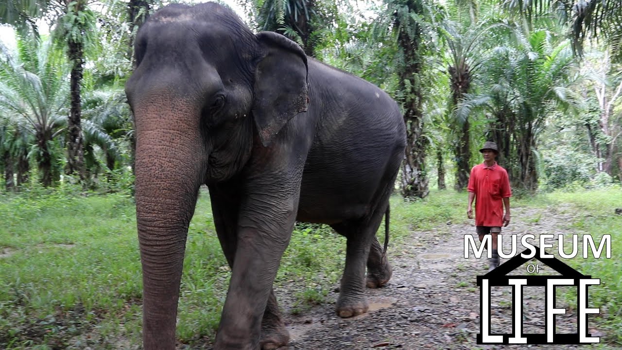 Thailand Elephant Life Inside Khao Sok Sanctuary ft. The Unchained Elephants Project