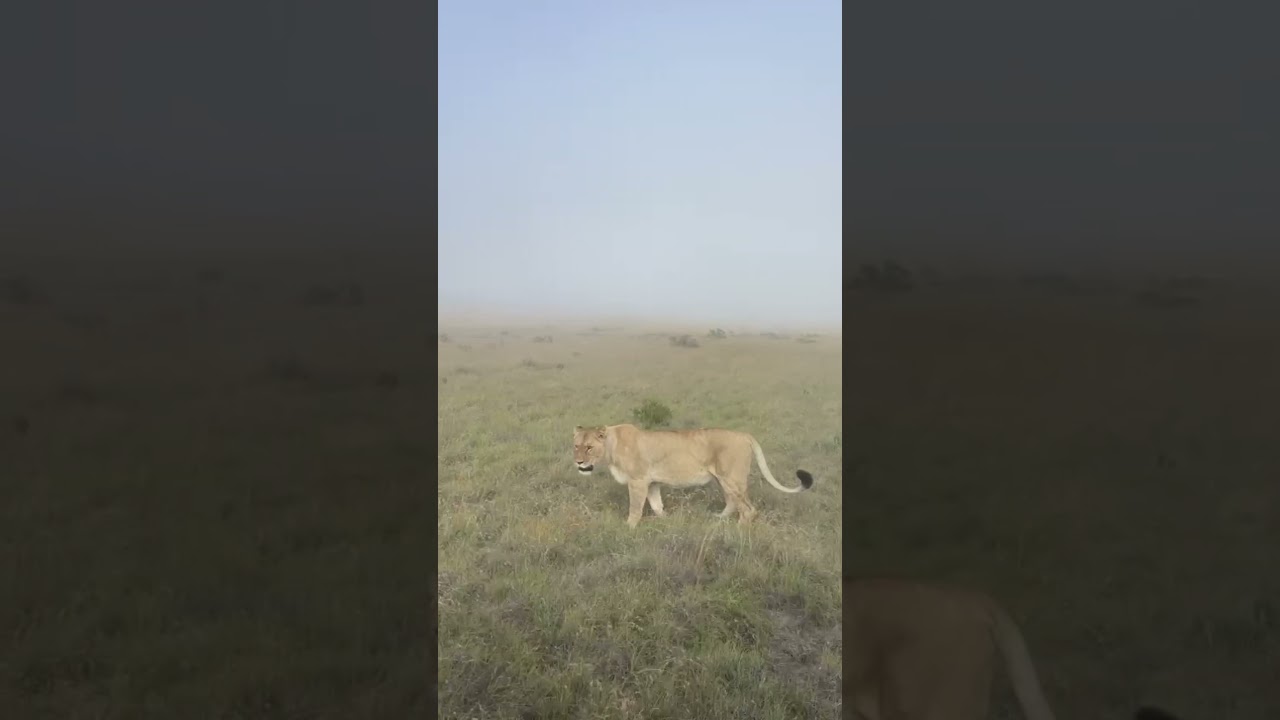 Latest Wildlife Sightings | Samara Karoo Reserve