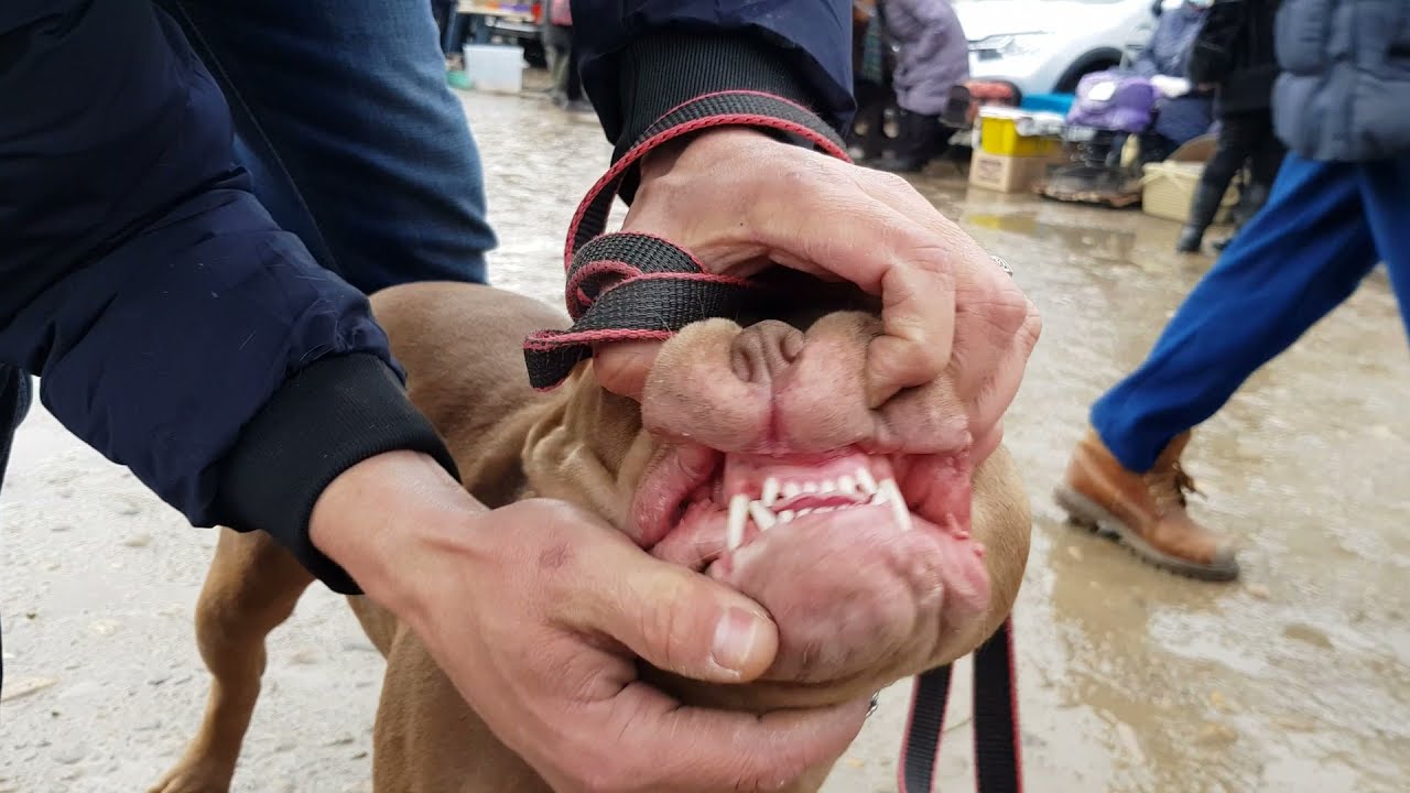 Ярмарка Кропоткин 26.12.21.ч-3 Куры,Кролики,Собаки и разные животные !