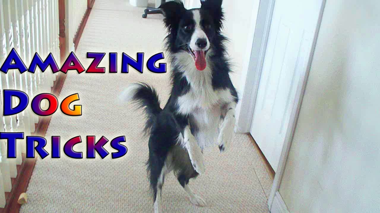 Amazing Dog Tricks by Nana the Border Collie