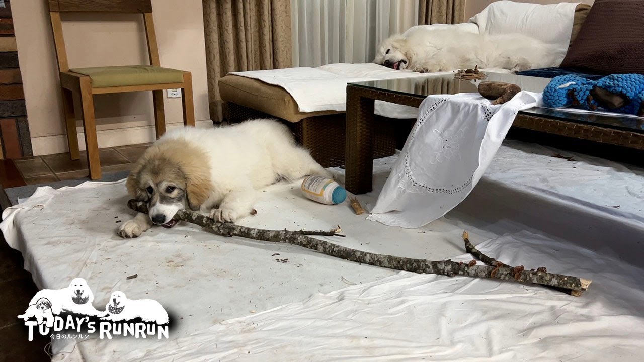 大きな木の枝を家に持ち込んだベルです　Great Pyrenees　グレートピレニーズ