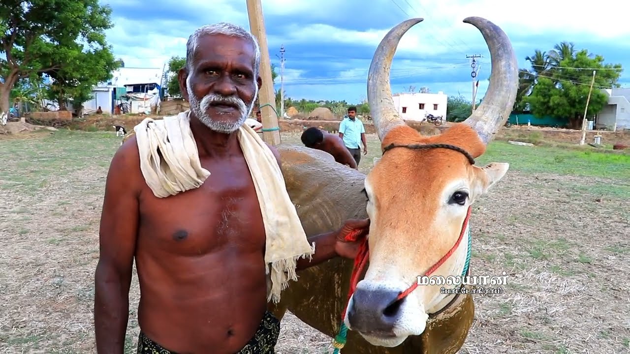 பந்தயம் மாட்டுக்கு |  Rekla race bull training