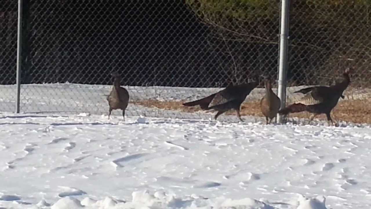 Can Turkeys Fly? YES! Wild turkeys in Southwest Gr