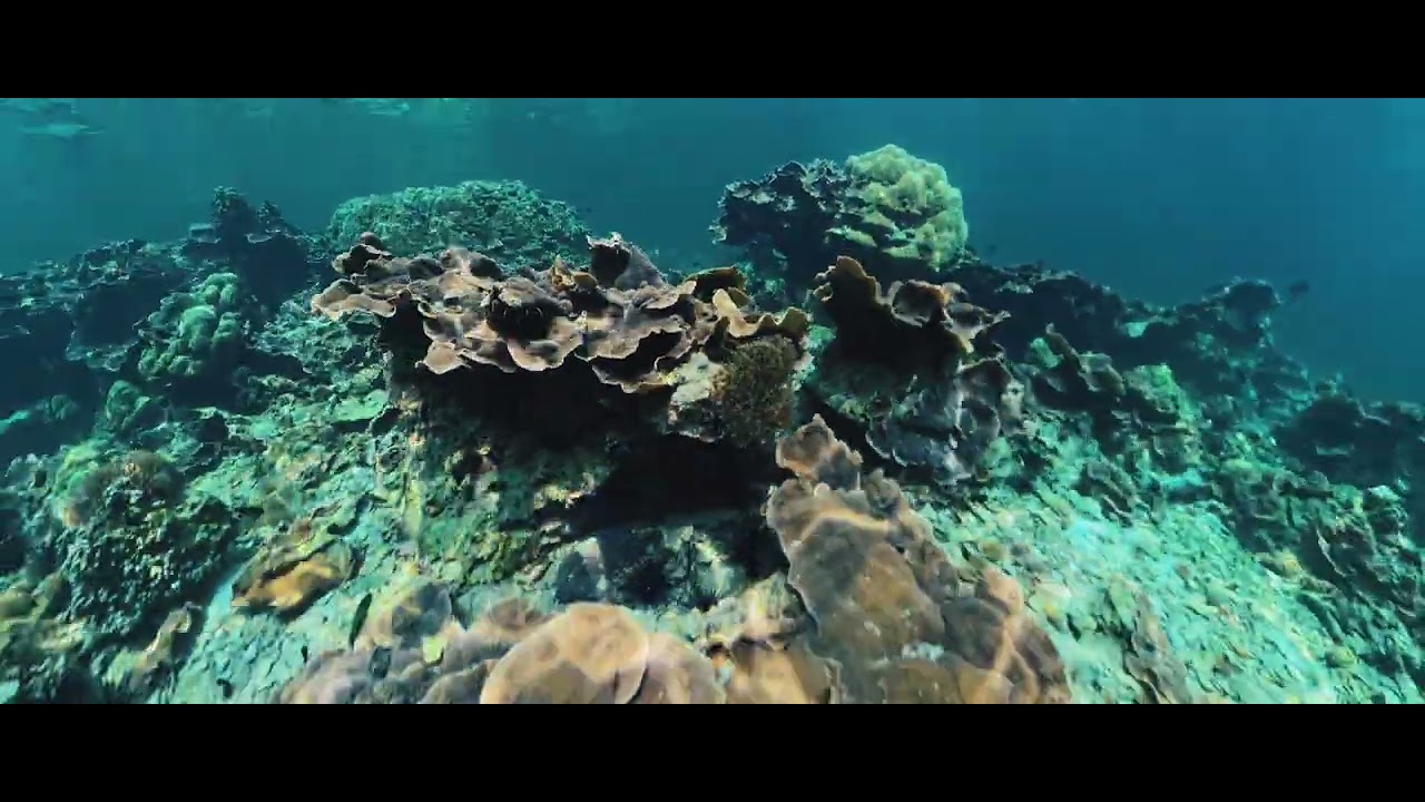 Thailand Series: Koh Lipe Day 8 🌅 | 5-Island Tour, Coral Diving & Epic Ocean Day