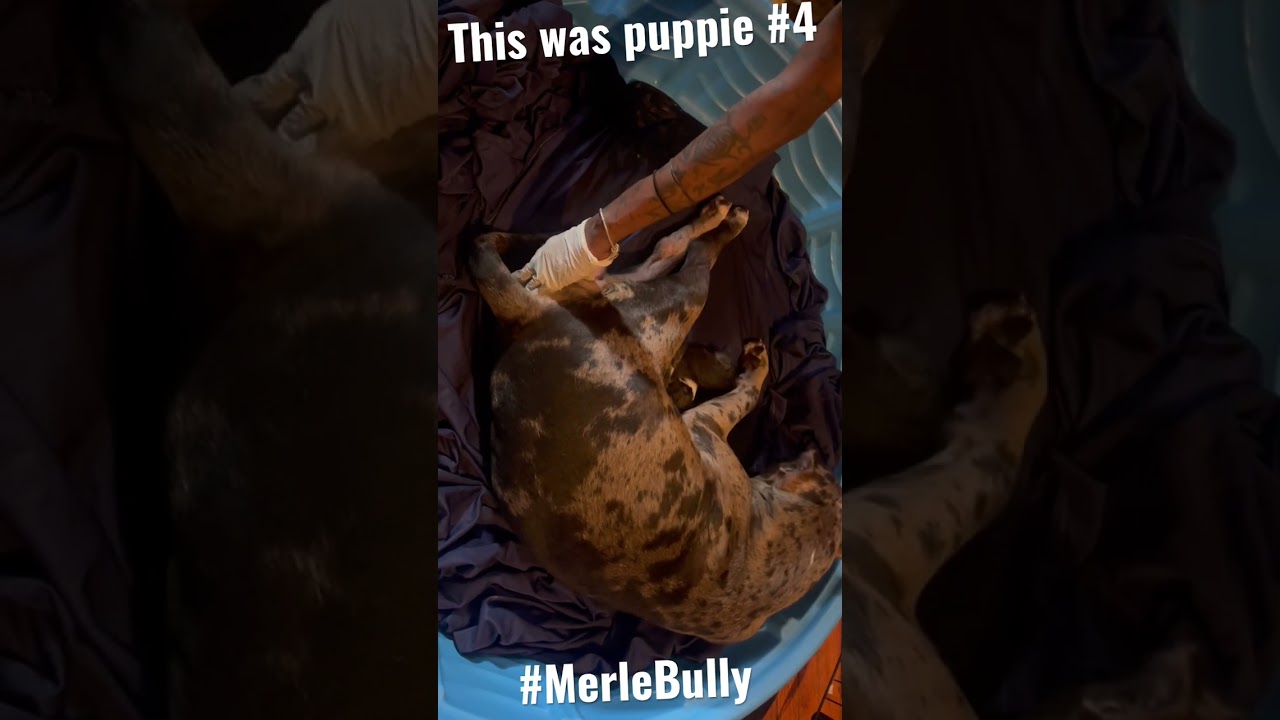Merle Bully Giving Birth To A Merle Puppie // RAW FOOTAGE