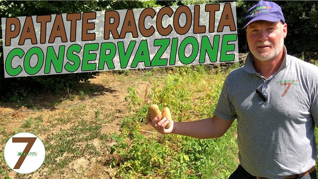 Patate Raccolta e Conservazione