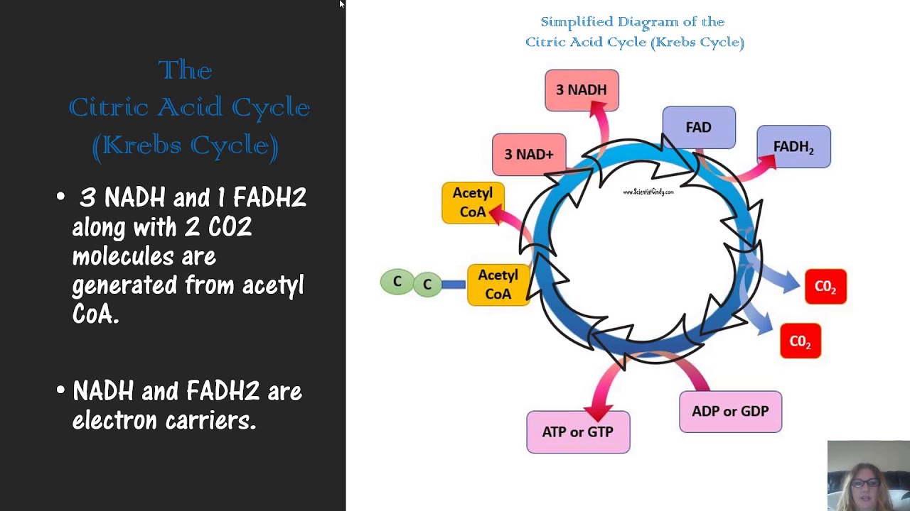 microbial metabolism for microbiology