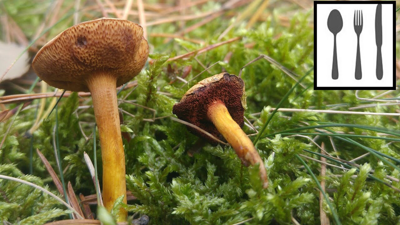 Maślaczek pieprzowy&nbsp;(Chalciporus piperatus) 11.10.2018 Jaworzno