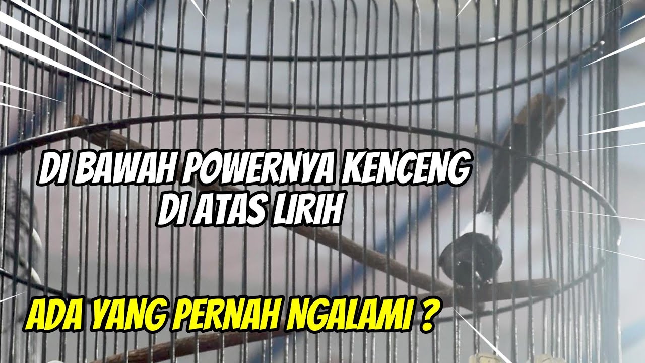 BUKA PARUH SETENGAH APA SIH PENYEBABNYA❓️ YUK BEDAH BARENG ❗️ INI CARA SEDERHANANYA 