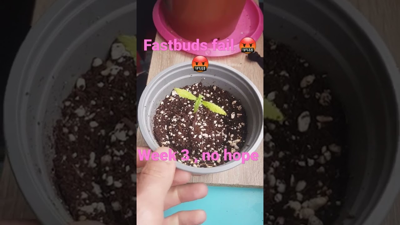fastbuds skittles stopped growing #fastbuds #fail #420 #weed