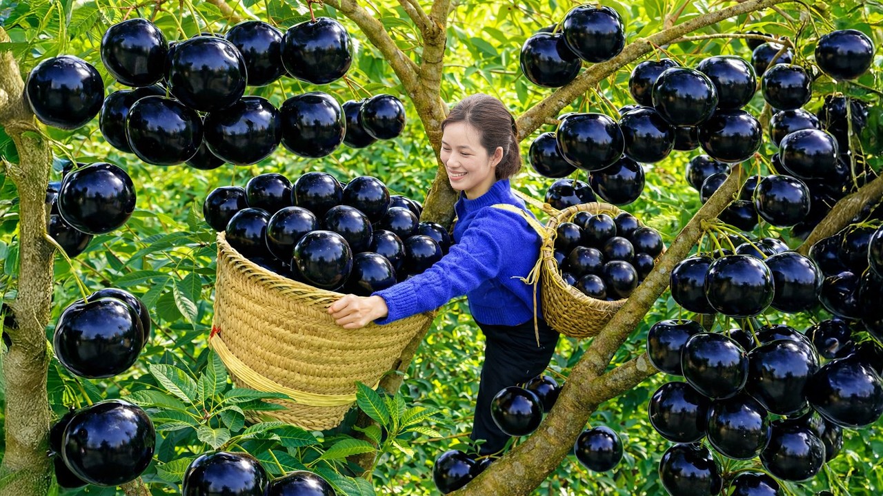 Harvesting Giant Juicy Fresh Black Apples | Rare Shocking Fruit Sold Out Fast at Traditional Market
