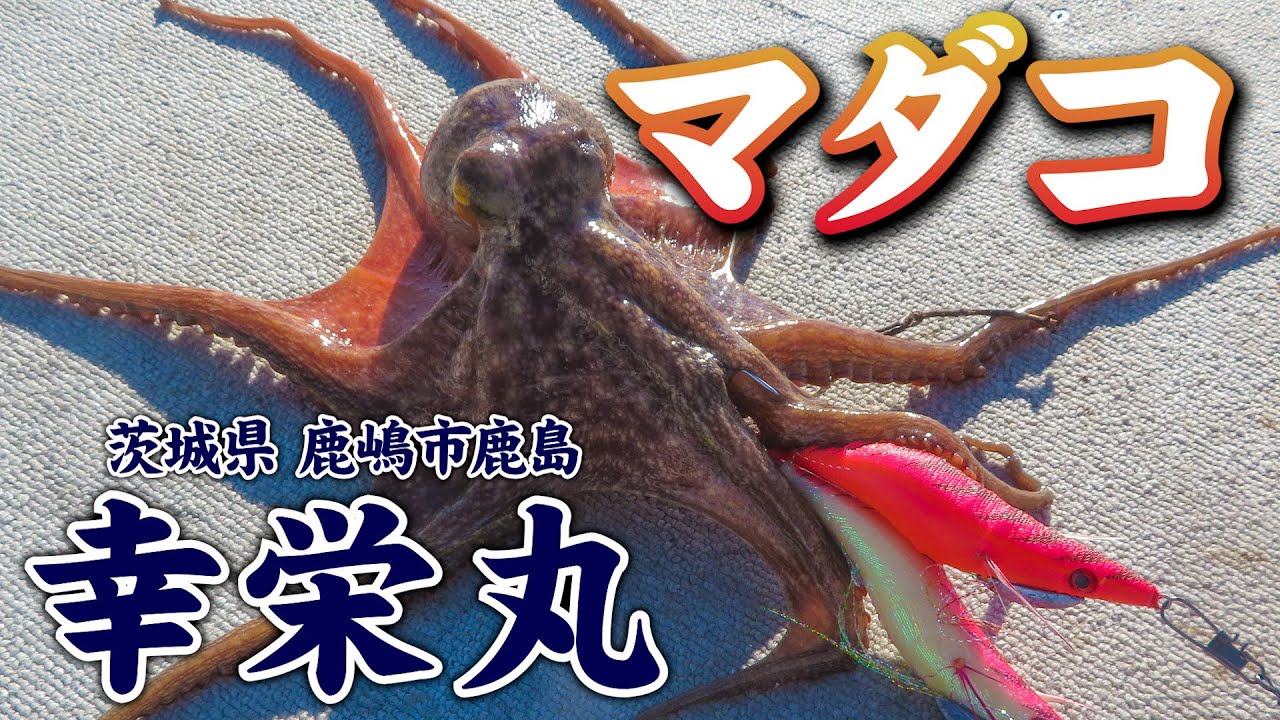 幸栄丸・茨城県鹿島港・マダコ【釣りビジョン マガジン】