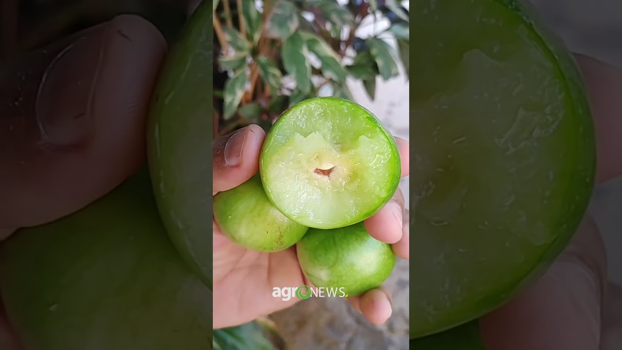 Umbu: O Sabor do Sert&atilde;o 😍 J&aacute; conhecia?