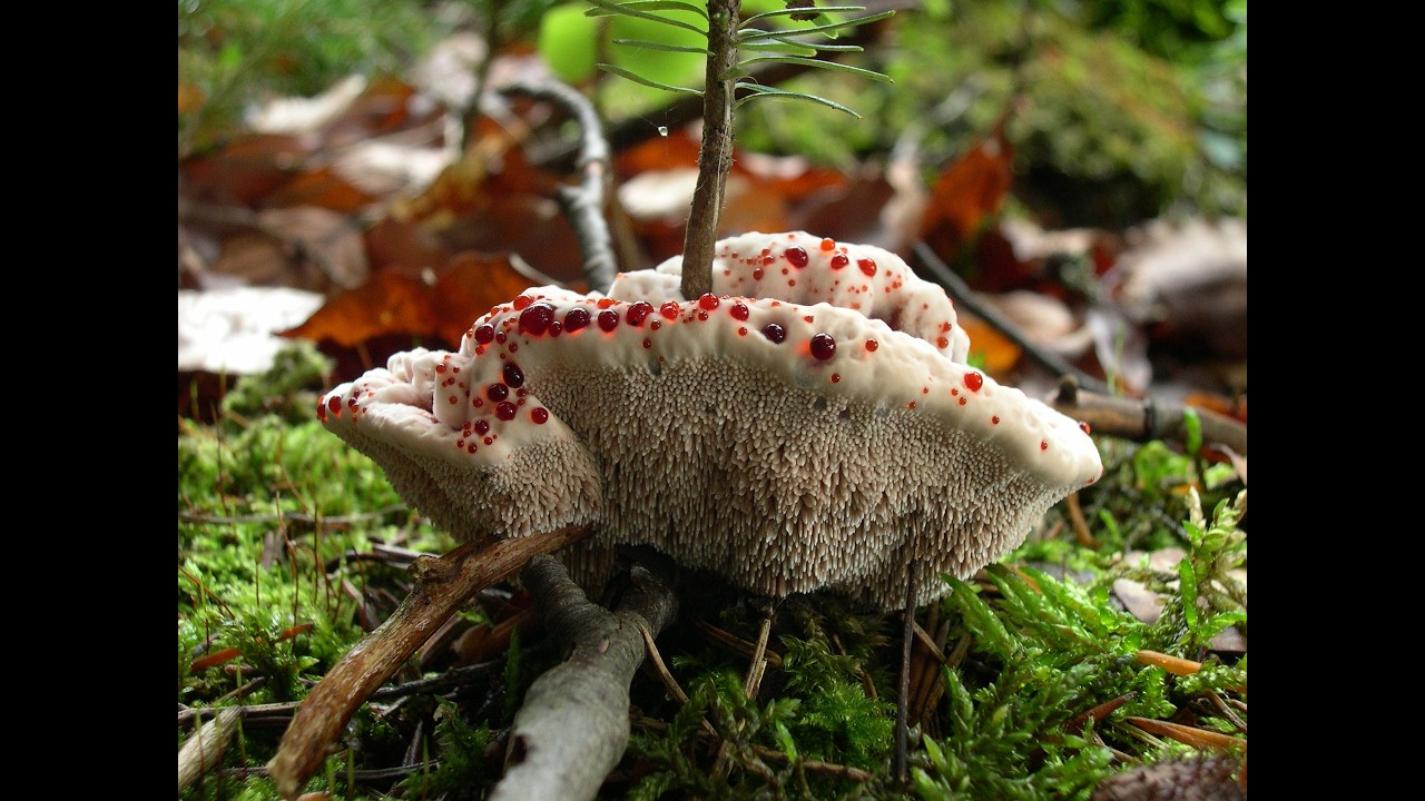 VÝZNAM HÚB V PRÍRODE A ŽIVOTE _ I. KAUTMANOVÁ (Webinár Daphne - Inštitút aplikovanaj ekológie)