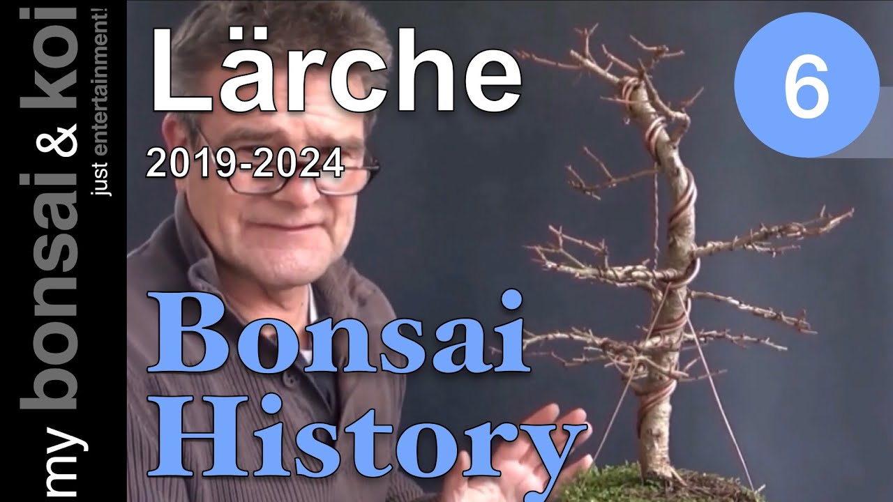 Bonsai History No. 6 - Lärche - geht einfach IMMER!