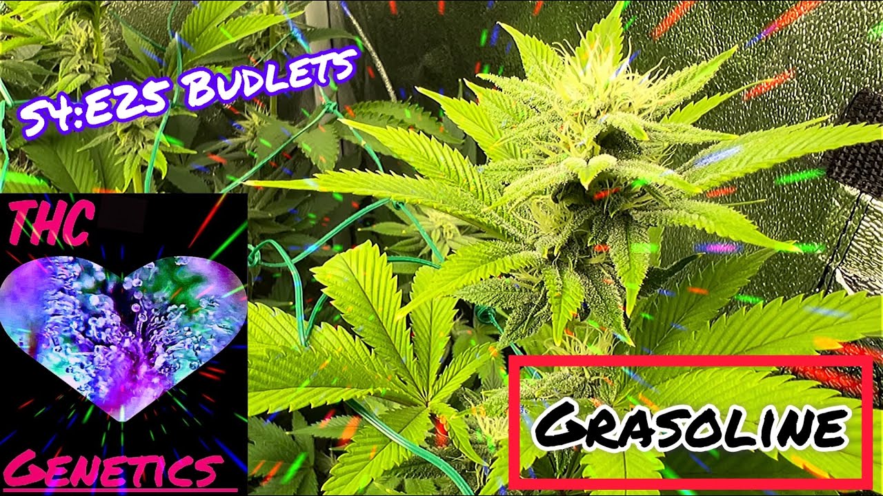Seed to Harvest - Grasoline