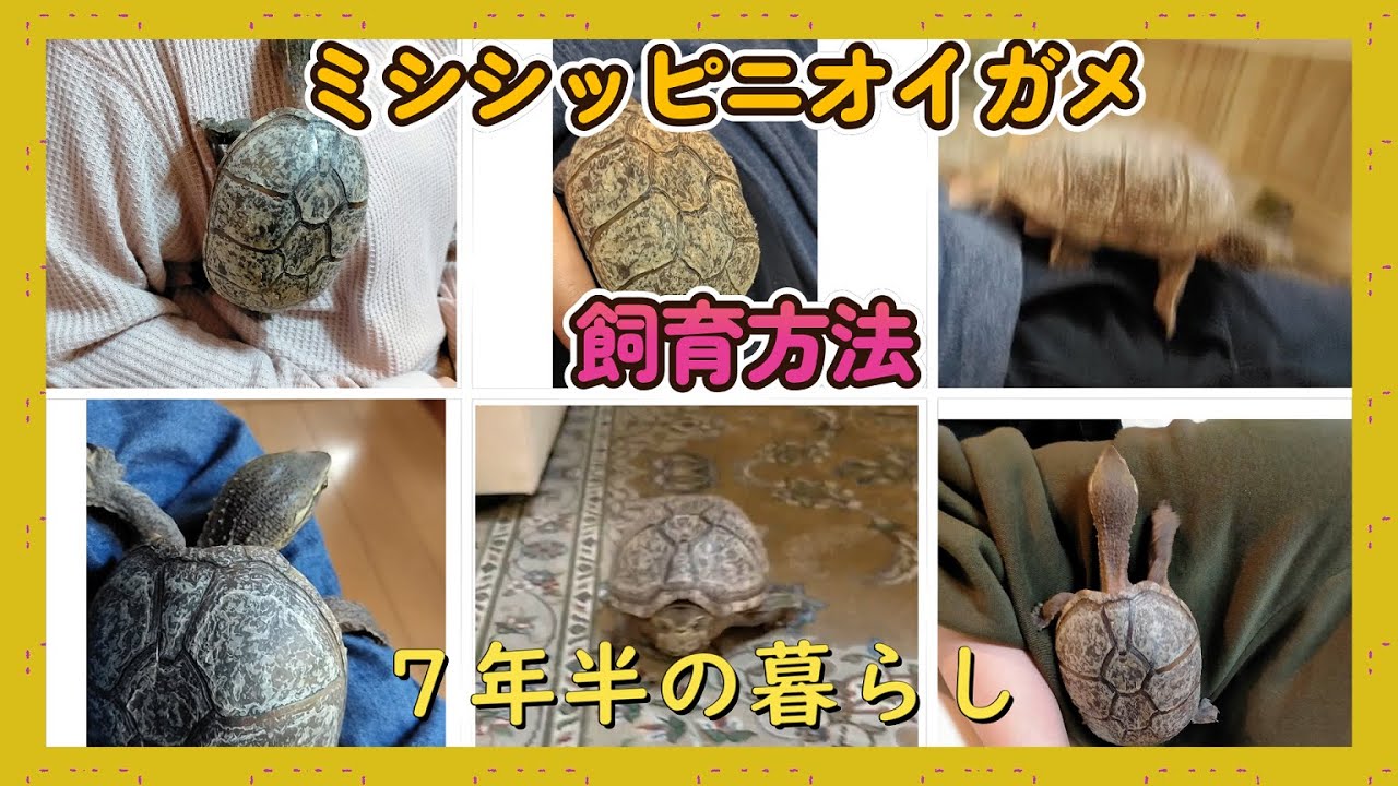 🐢【カメタ観察日記】7年7ヶ月の暮らしと飼育記録｜人懐っこいミシシッピニオイガメとの日々