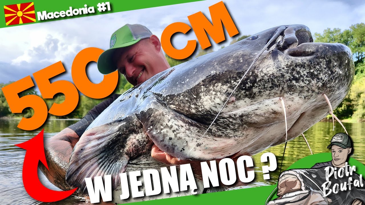 WIELKIE SUMY z małej rzeki! Niesamowita nocka na RYBACH - WYPRAWA NA SUMY #35