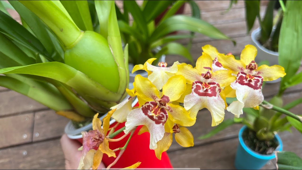 文心兰 - 如何养出胖嘟嘟的假鳞茎？How to grow oncidium orchids with plump bulbs？
