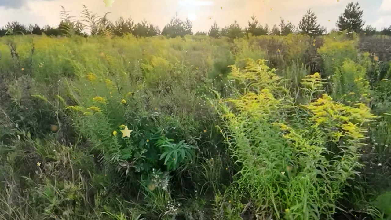 Получив повестку по разводу, Даша плелась домой с тяжелыми сумками  А решив…