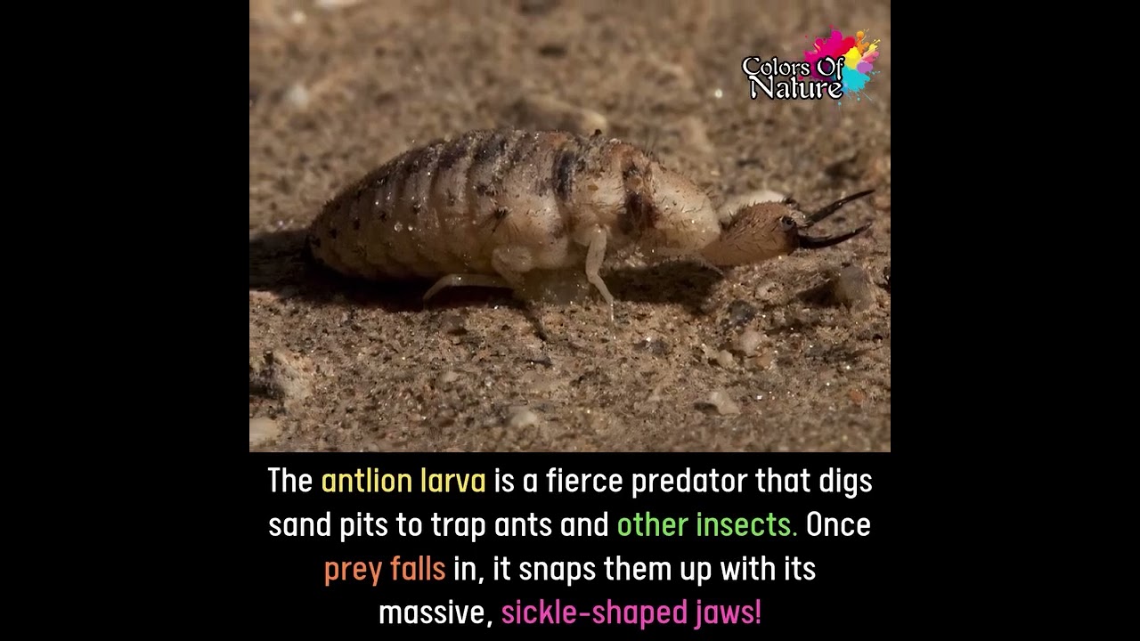 The Ultimate Predator: The Antlion's Sand Trap 