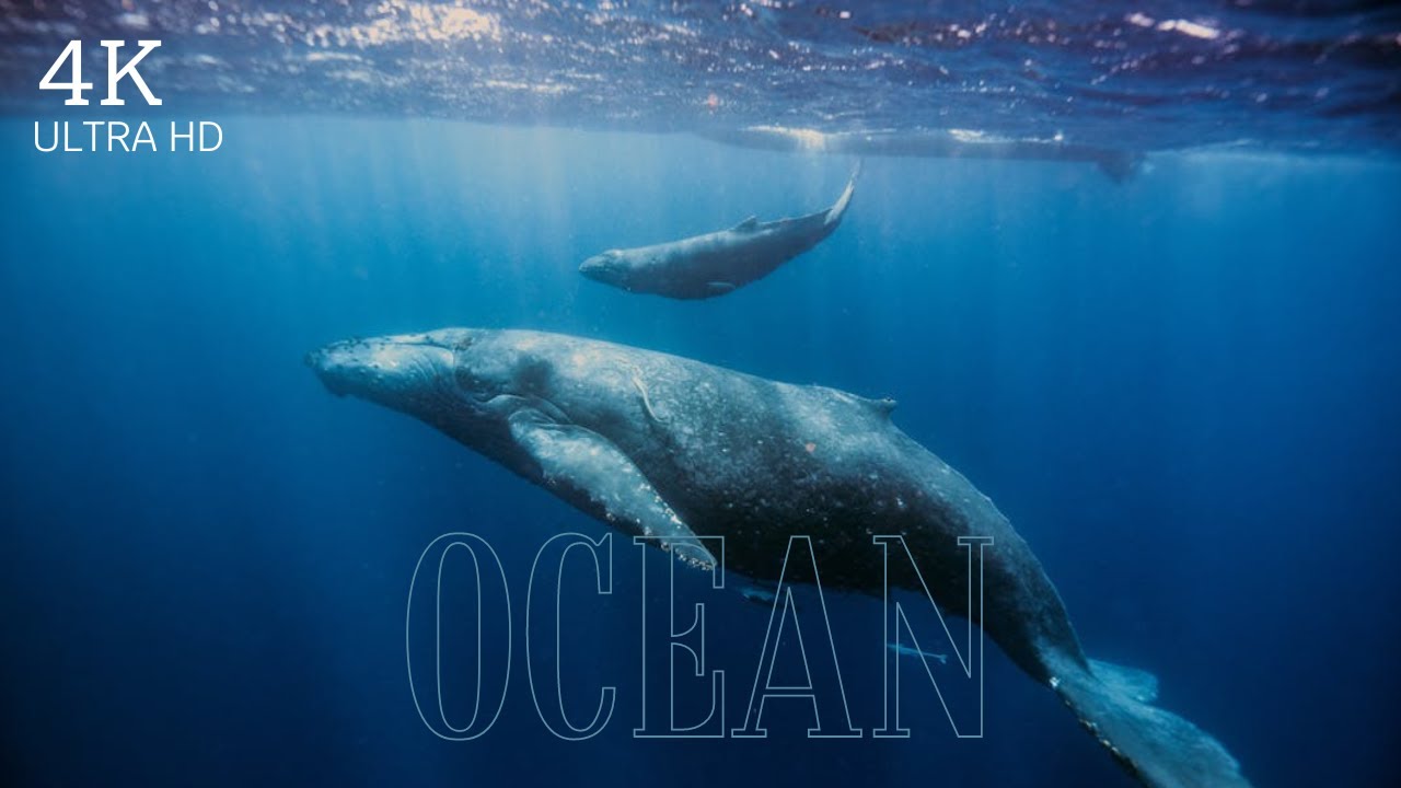 4K Underwater Relaxation Music for a Tranquil Mind and Soothing Soul