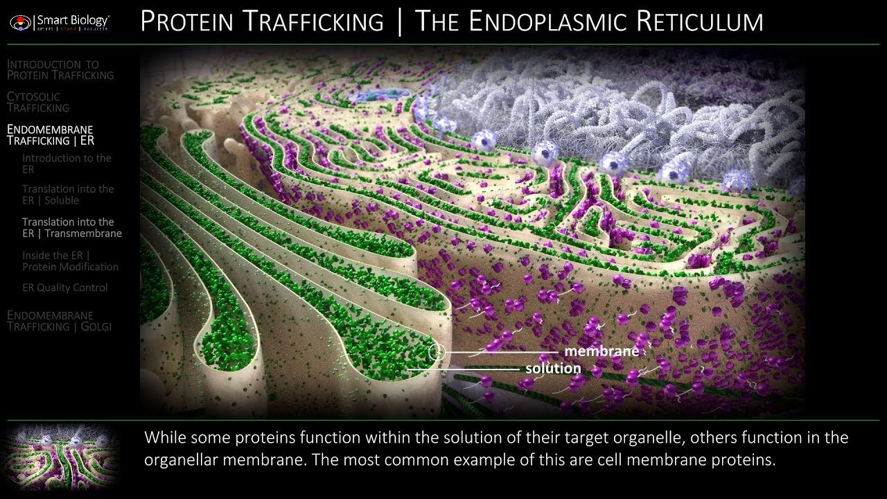 Protein Sorting and Trafficking | Demo Animation Video