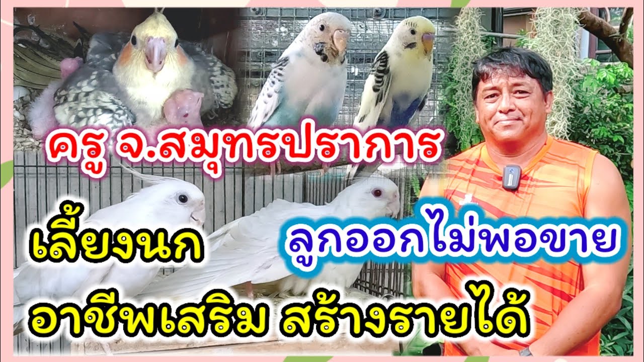 ครู จ.สมุทรปราการ เลี้ยงนก อาชีพเสริม สร้างรายได้ (นกสวยๆ จากบ้านนกครูหม่อง)