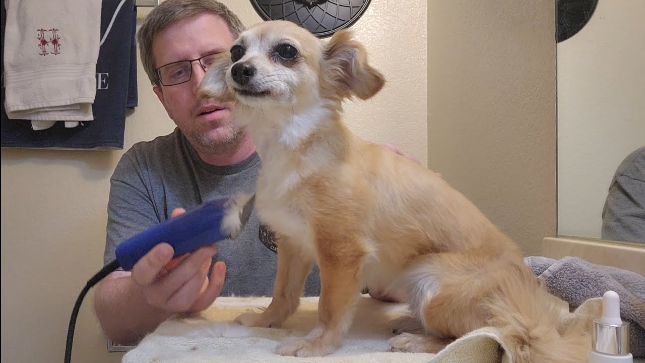 How To Do a Haircut for Lady the Chihuahua