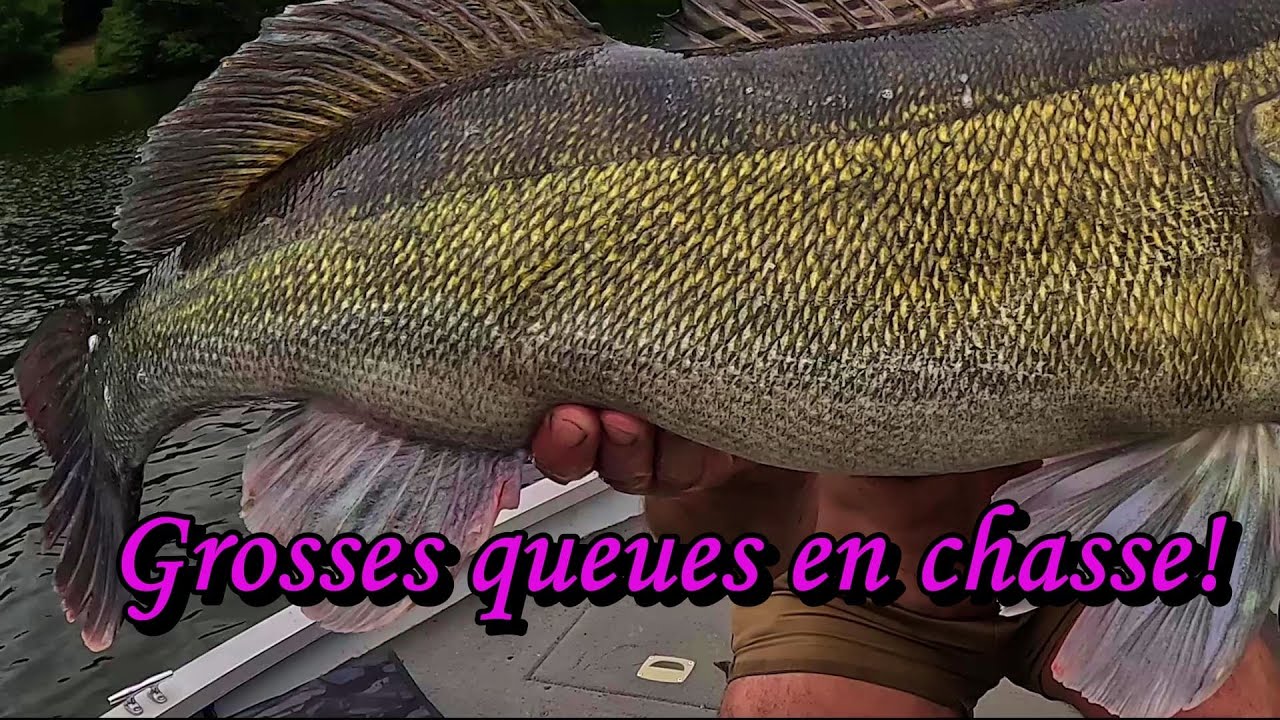 Gros sandres d été sur les bordures