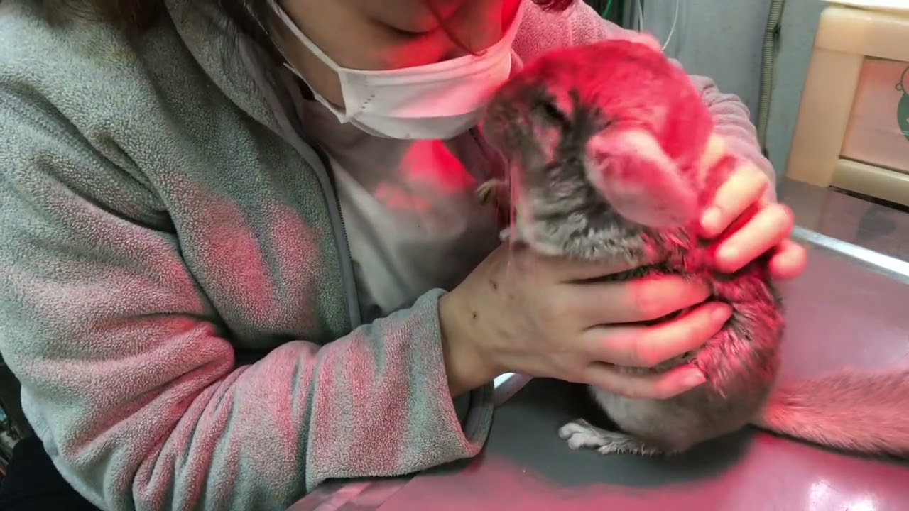 ⑩チンチラのポロちゃんの治療