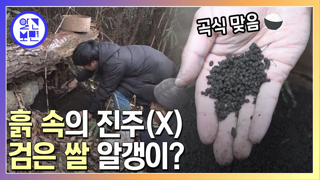 땅에서 캐낸 신비한 검은 쌀의 정체는?