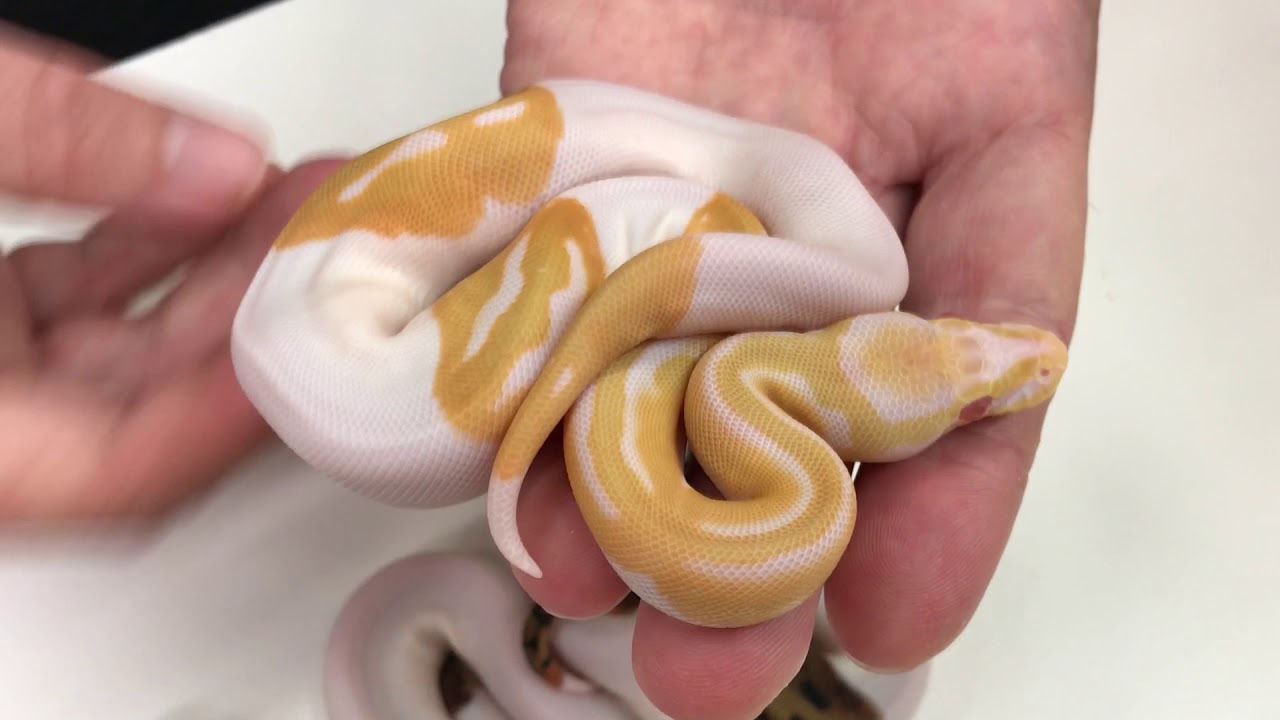 2018 Ball Pythons #12  Orange Dream Yellowbelly Pieds!