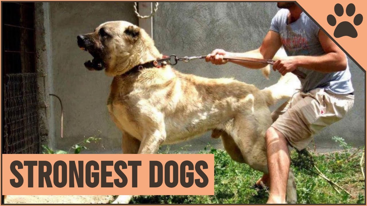 10 Strongest Dog Breeds That Can Defeat ANYTHING