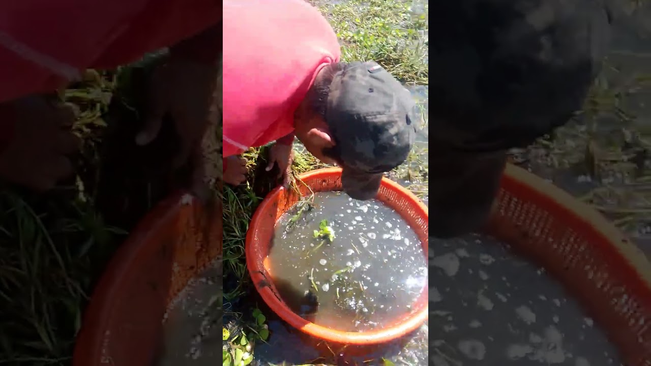 Aquí en no le ha pasado así ? O me equivocó 