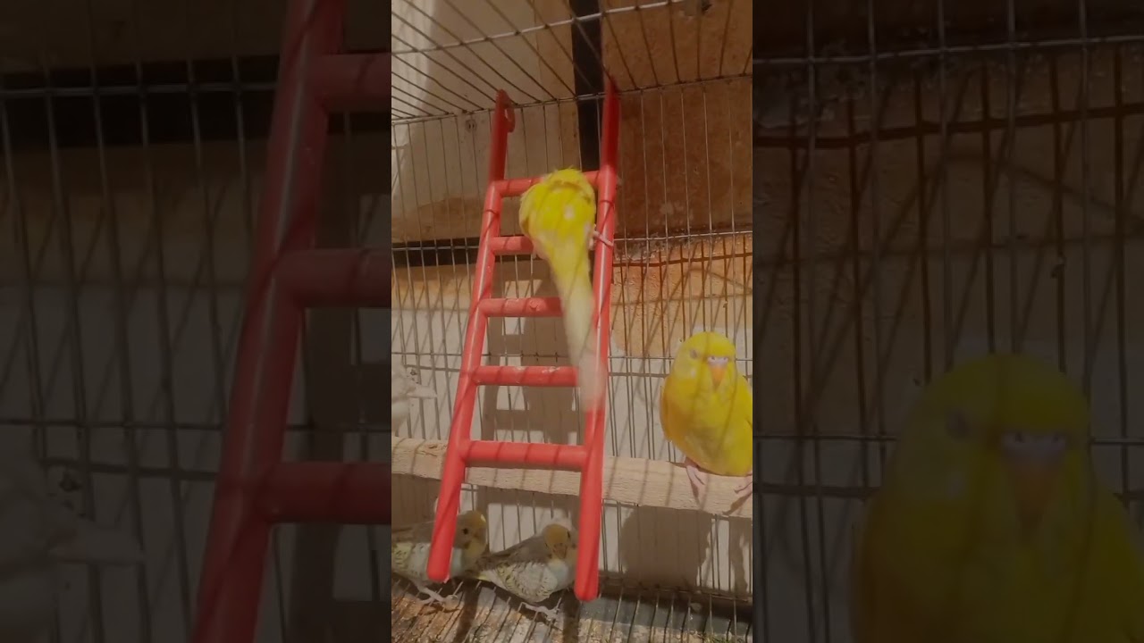 it's play time 😅 |cute birds 